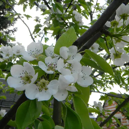 Ferienhaus Waldfriede 度假居